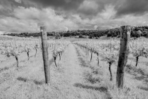 Surrey Hills Vineyard